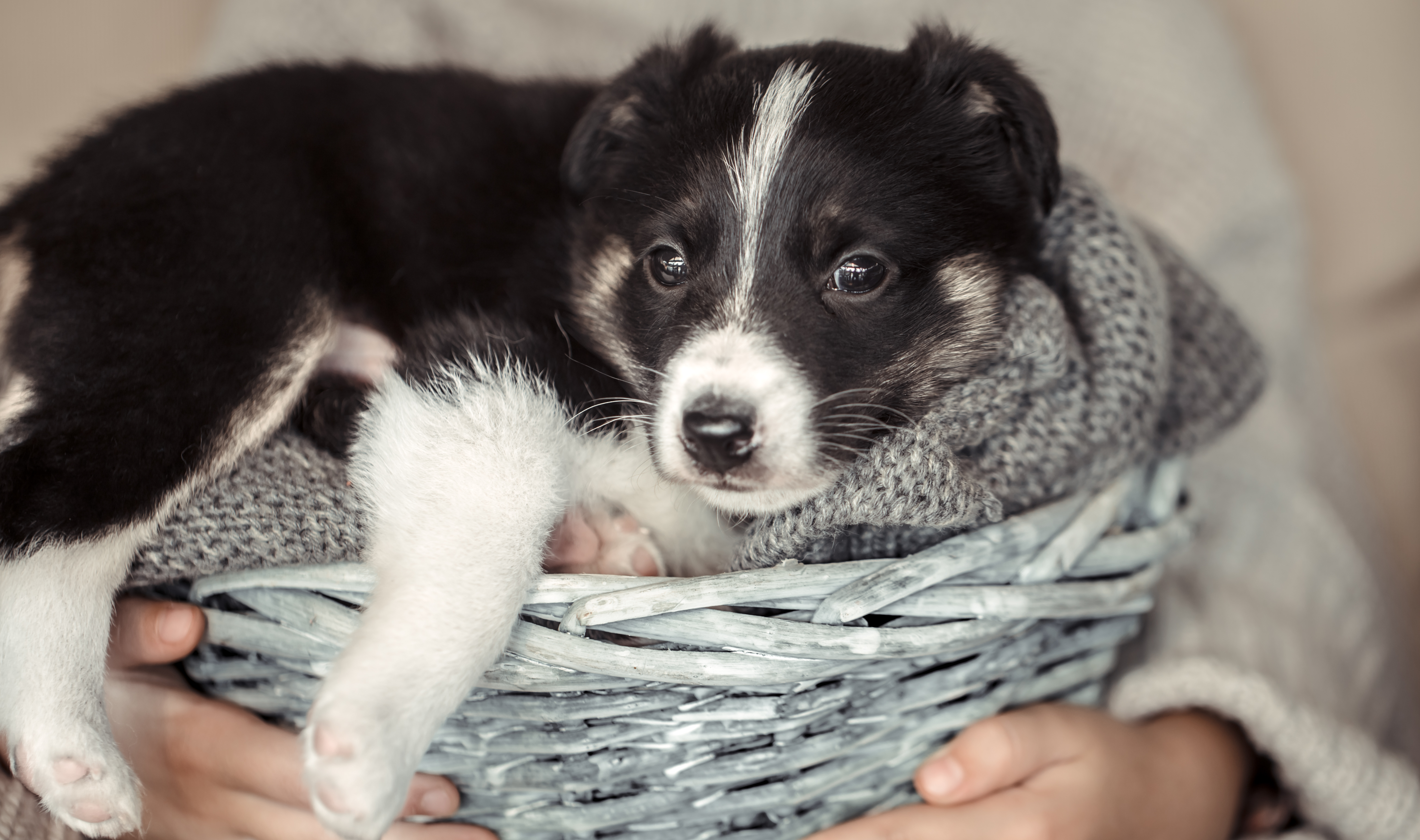 Australian Shepherd Puppies